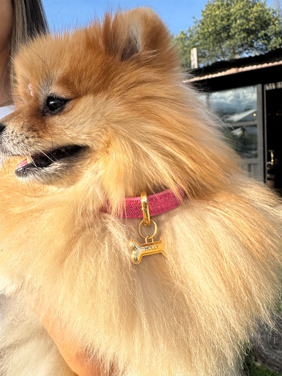 Collar para mascota Ollie de Maison Caviar con placa grabada, en color negro con detalles elegantes y cierre ajustable.